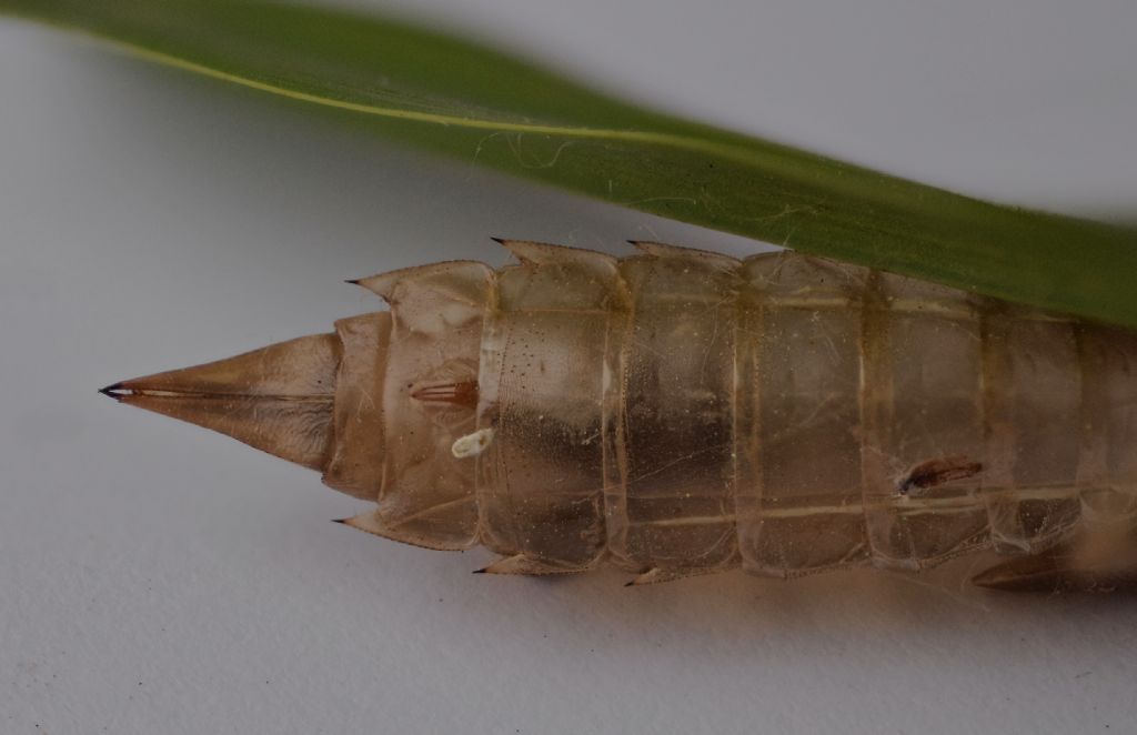 Exuvia Anax femmina da confermare: Anax imperator